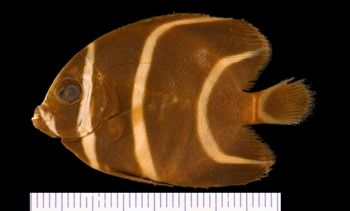 Media type: image; Ichthyology 16165